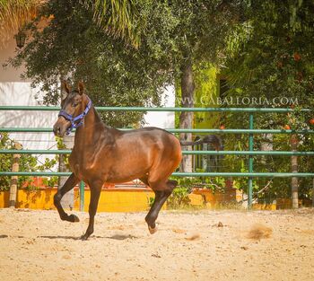 Yeguada militar Prachtstutfohlen!, Post-Your-Horse.com (Caballoria S.L.), Horses For Sale, Rafelguaraf