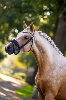 Dressurnachwuchsstar in toller Optik