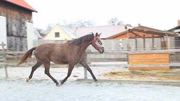 Junge Stute für Springen/Vielseitigkeit