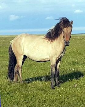 Jungstute mit viel Tölt, direkt aus Island, Frieslandhof, Ursula Richard, Horses For Sale, Ihlienworth