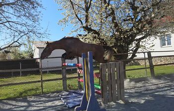 Junge Stute mit Springpotenzial!