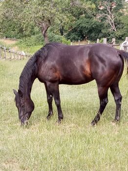 Junger Quarter Wallach, Manfred, Horses For Sale, Katzelsdorf 