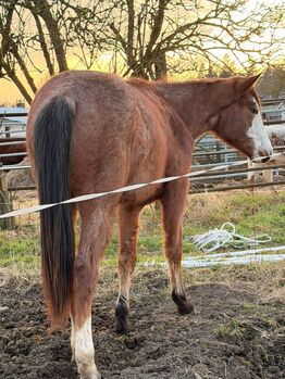 Junge Quarter Horse Stute mit sanftem Wesen und großem Potenzial