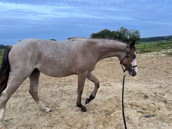 Junge Quarter Horse Stute mit sanftem Wesen und großem Potenzial