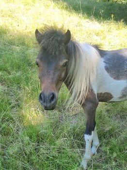 Junghengst American Miniature Horse Pintaloosa