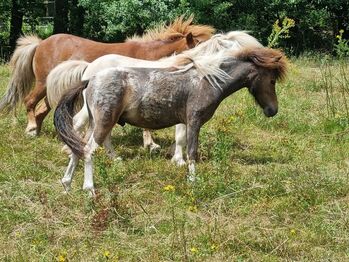 Junghengst American Miniature Horse Pintaloosa