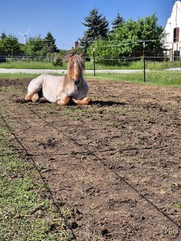 Junges Welsh A Pony mit Papier