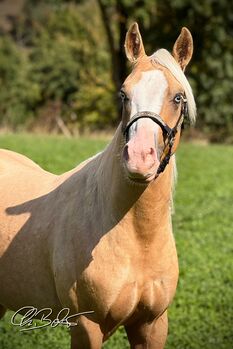 Youngster der Extraklasse: Palomino Quarter Horse Hengst mit Perspektive