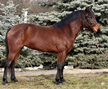 Öcsöd Hungary, Zsolt, Horses For Sale, Öcsöd