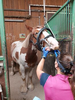 Verspielter Tinker Wallach Robbie