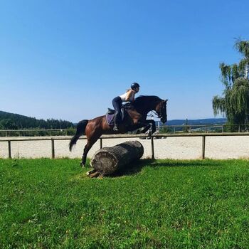 zarte Holsteinerstute mit dichter Mähne und feinem Herz, Junia-Elena Göslbauer, Konie na sprzedaż, St. Ruprecht a. d. Raab