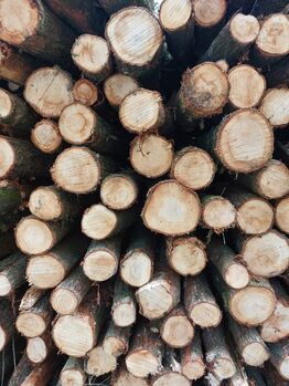 Zaunpfähle Rundpfähle Eichenpfähle Pferdezaun Weidepfähle Koppelzaun Holz Mügge Zaunpfähle Rundpfähle Eichenpfähle Pferdezaun Weidepfähle Koppelzaun