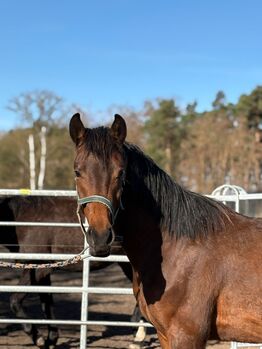 Verkaufe wegen Reitsport Aufgabe einen 2,5 jährigen DSP Hengst