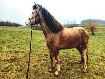 Sehr verschmuste, sanftmütige, menschenliebe Jungstute zu verkaufen!, Laila , Horses For Sale, Zettl