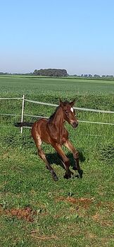 Sehr korrektes und schickes Darwin Z Stutfohlen - Demeter, 6.700, Horses For Sale, Pobiedziska 