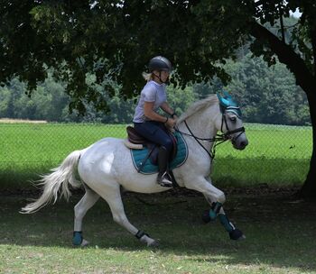 Sehr braver sympatischer Wallach, Alexandra, Horses For Sale, Wald