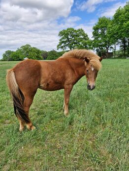 Ganz brave Isländer Stute mit guter Abstammung, Kerstin Rehbehn (Pferdemarketing Ost), Horses For Sale, Nienburg