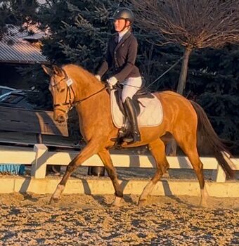 Sehr brave sportliche Deutsche Reitponystute