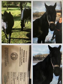 Sehr braves Reitpferd, Heinz, Horses For Sale, Wolfsberg