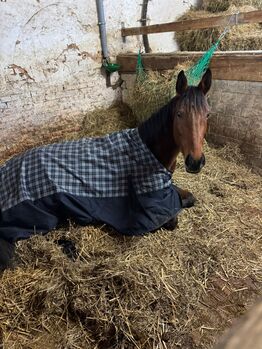 Ganz lieber Wallach, Pferd , 4 Jahre alt