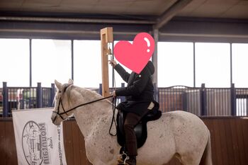 Sehr menschenbezogene, leistungsbereite Spanier Stute