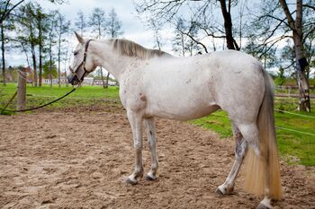 Sehr menschenbezogene, leistungsbereite Spanier Stute, Kerstin Rehbehn (Pferdemarketing Ost), Horses For Sale, Nienburg
