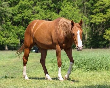 Sehr menschenbezogene, liebenswerte Quarter Horse Stute
