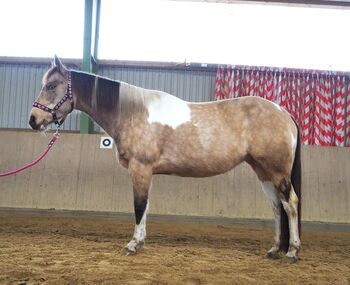 Bildhübsche, kräftige Paint Horse Stute in toller Farbe