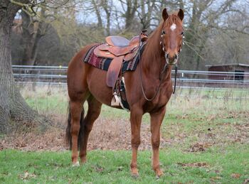 ganz lieber, cooler Quarter Horse Wallach, Kerstin Rehbehn (Pferdemarketing Ost), Horses For Sale, Nienburg