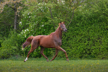 Sehr schicker dunkelfuchs Wallach, Gerald Zwingmann, Horses For Sale, Birkungen