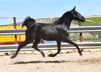 sehr bewegungsstarke 3j. PRE Rappe Stute, Manuela KUBNY , Horses For Sale, Küßnach 