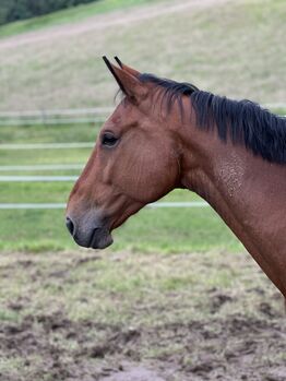 Beisteller/Freizeitpferd, Lola , Horses For Sale, Altenkirchen 