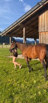 Beistellpferd abzugeben