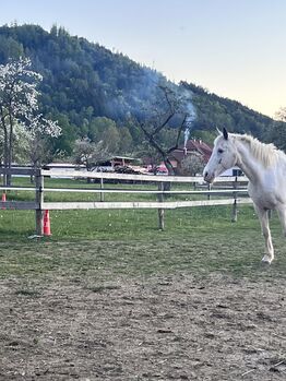 Beistellpferd
