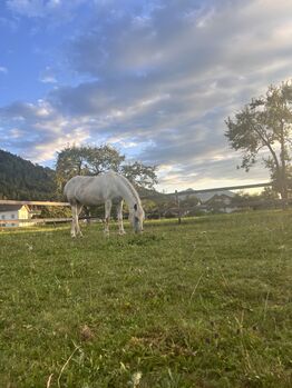 Beistellpferd, Lippitz jürgen, Horses For Sale, Klagenfurt am Wörthersee