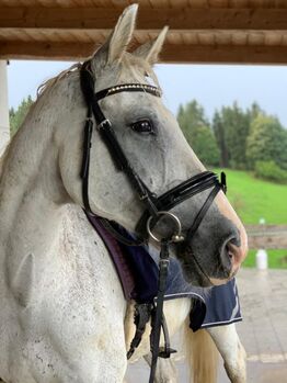 Beistellpferd, Carina Ponweiser, Horses For Sale, St. Thomas am Blasenstein