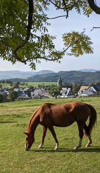 Beistellpferd Beisteller Stute