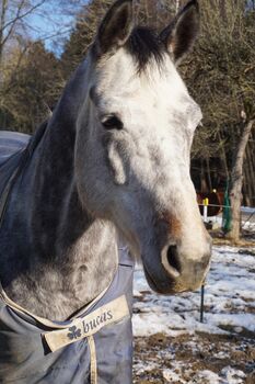 Beisteller, Wallach, 170 cm an Bestplatz abzugeben, Gaby Lais, Horses For Sale, Malsburg-Marzell