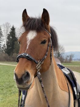 Zilco Blumen Hackamore mit Schenkel, Maya (Swisshorseshop), Bridles & Headstalls, Frauenfeld