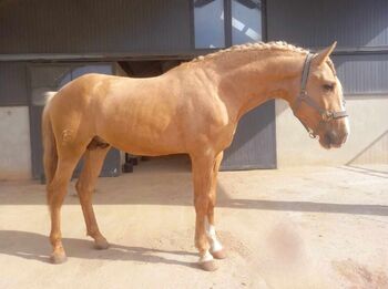 Lusitano Goldjunge