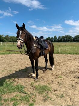 Neuwertiger thorowgood Dressursattel, Thorowgood , Michelle Jagel , Dressage Saddle, Solingen