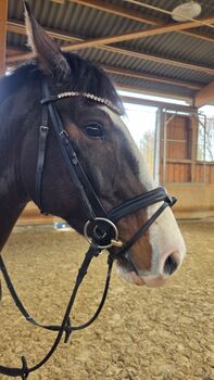 *Suche* Sommer Passion Dressursattel Flexus Move Baum, Jenny, Dressage Saddle, Nettetal 