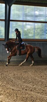 Suche Springsattel 17,5-18 Zoll, Nila Hinrichsen , Jumping Saddle, Süderhackstedt