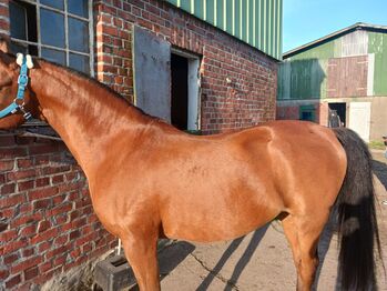 Suche Sattel für Araber, Hanna Heeschen , Dressage Saddle, Hohenwestedt