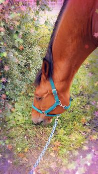 Suche endplatz für Rentner, Melissa, Horses For Sale, Lotte