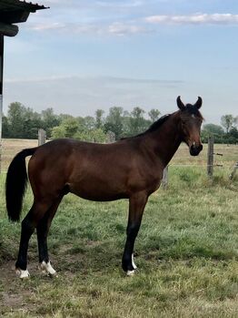 Sohn des Fidertanz, Stormy, Horses For Sale, Wendisch Priborn
