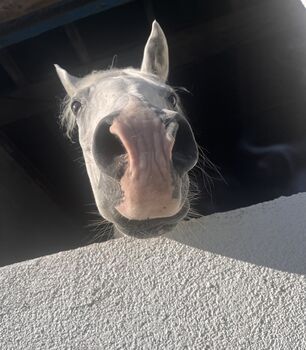 Pflegebeteilligung, Melli, Horses For Sale, Arnsberg