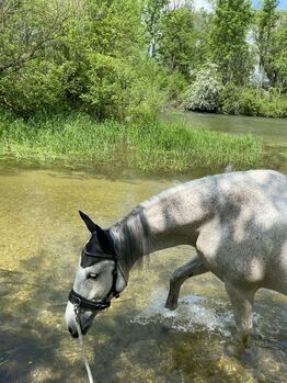 Pflegebeteilung auf P.R.E Stute Cora