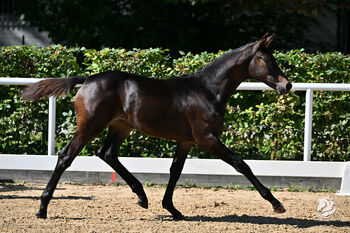 Traumfohlen von Dream Royal