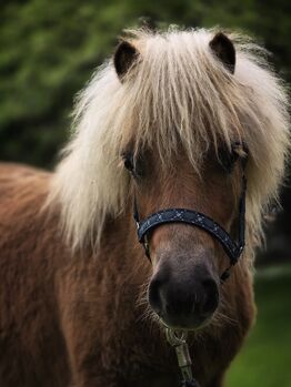 Tolles Shetlandponyfohlen, Tina, Konie na sprzedaż, Wilthen